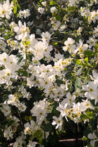 Dense white blossoms with yellow centers on 6 flowering shrubs bush