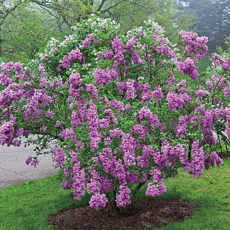 lilac shrub