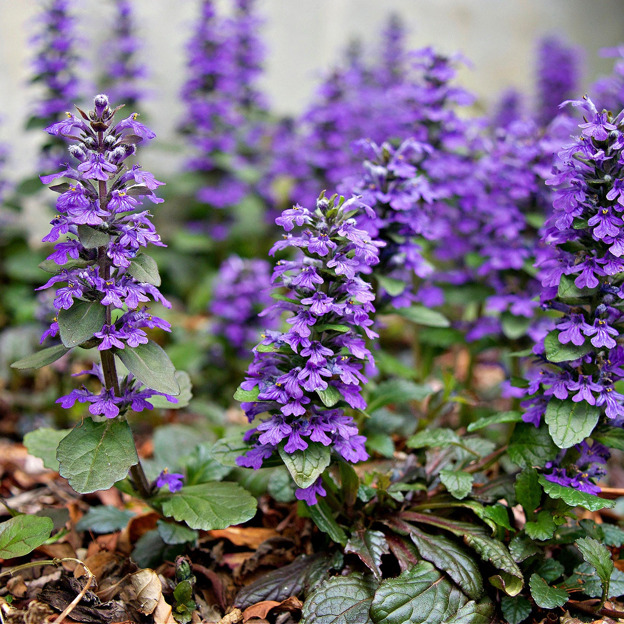 Ajuga Reptans