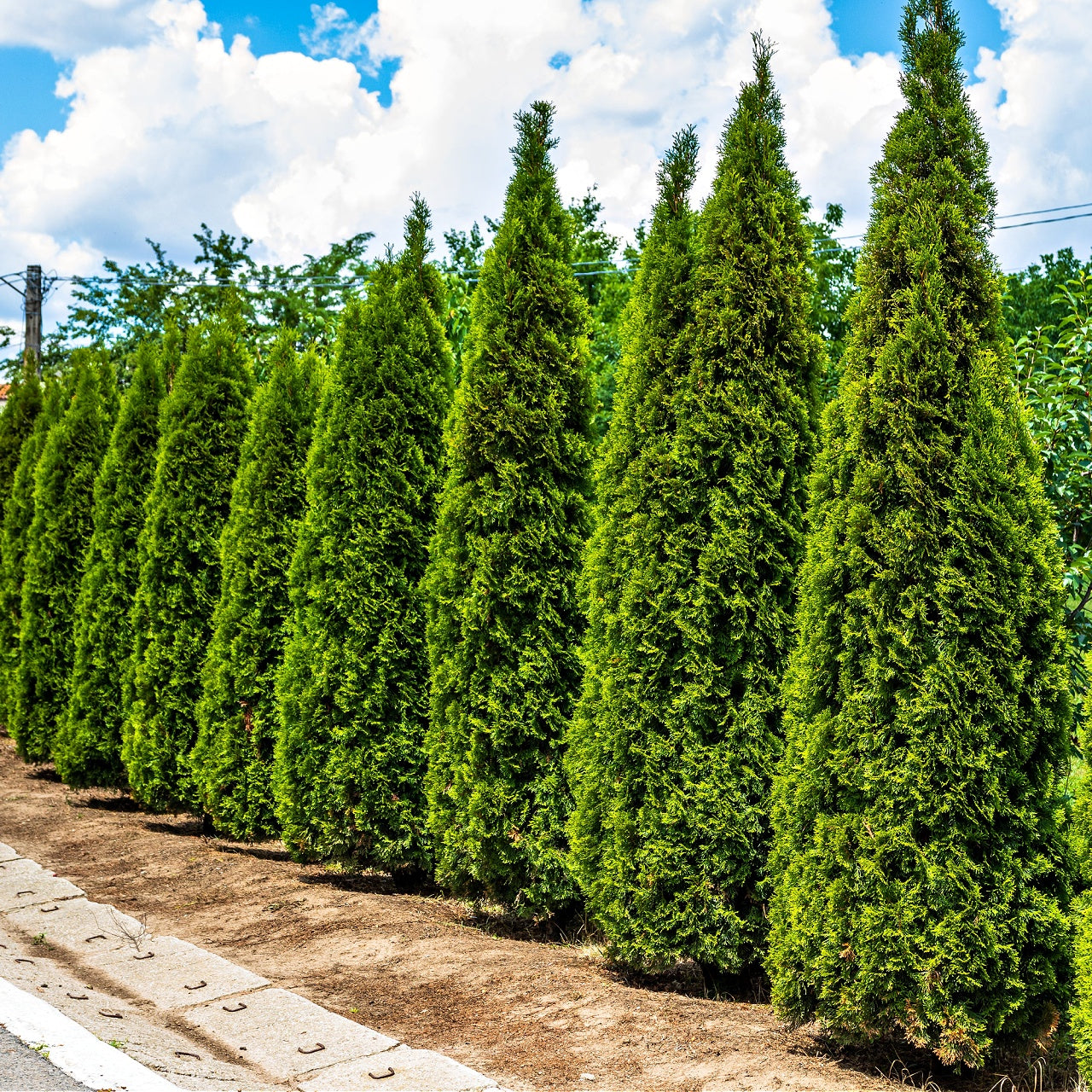 American Arborvitae