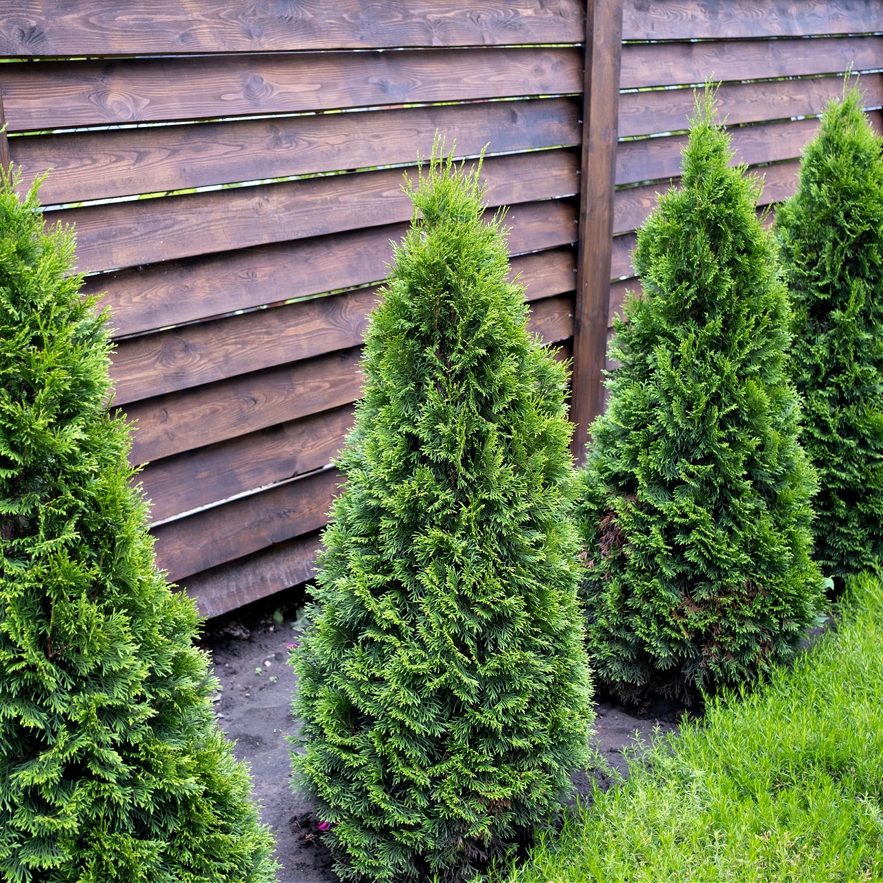 American Arborvitae