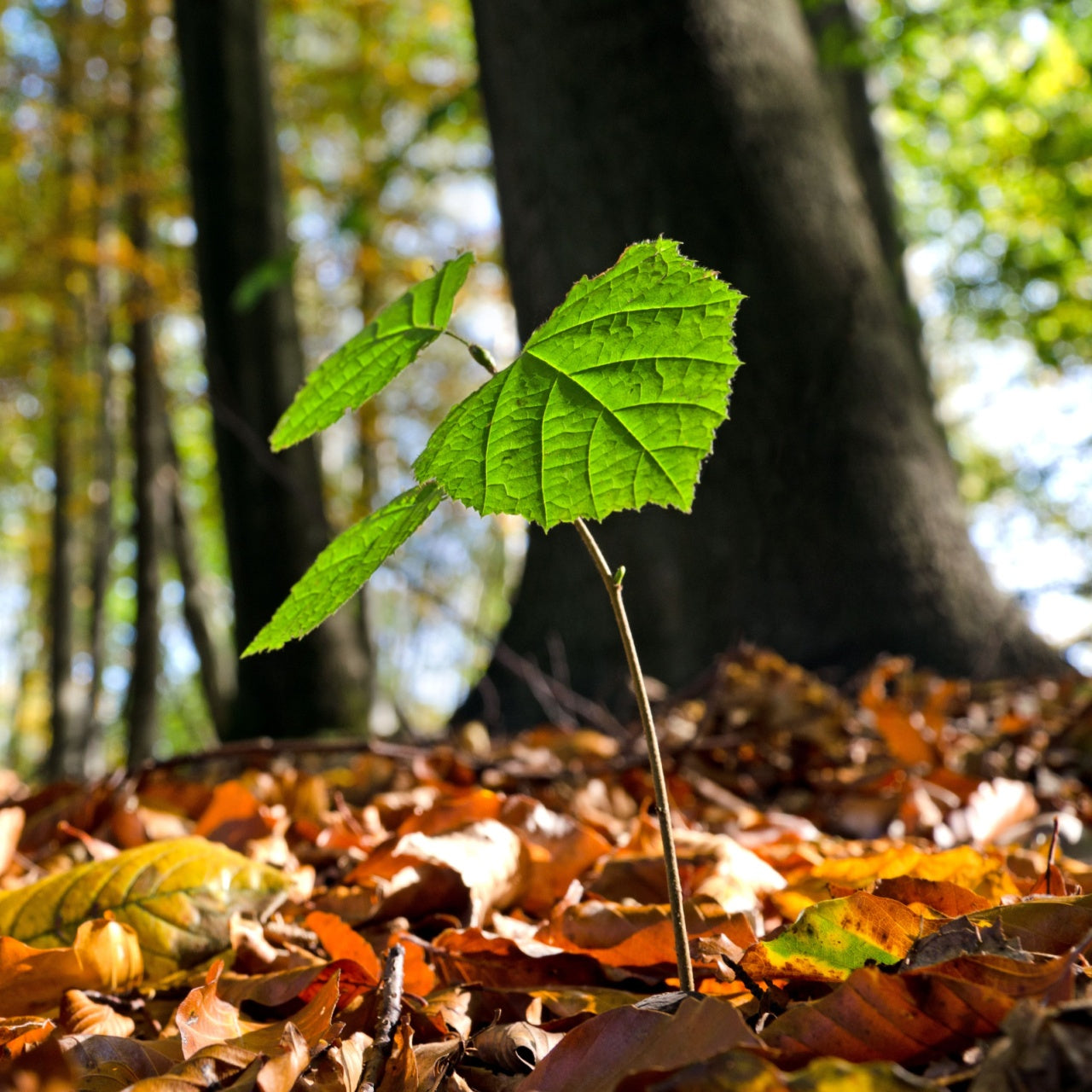 American Beech Seedlings