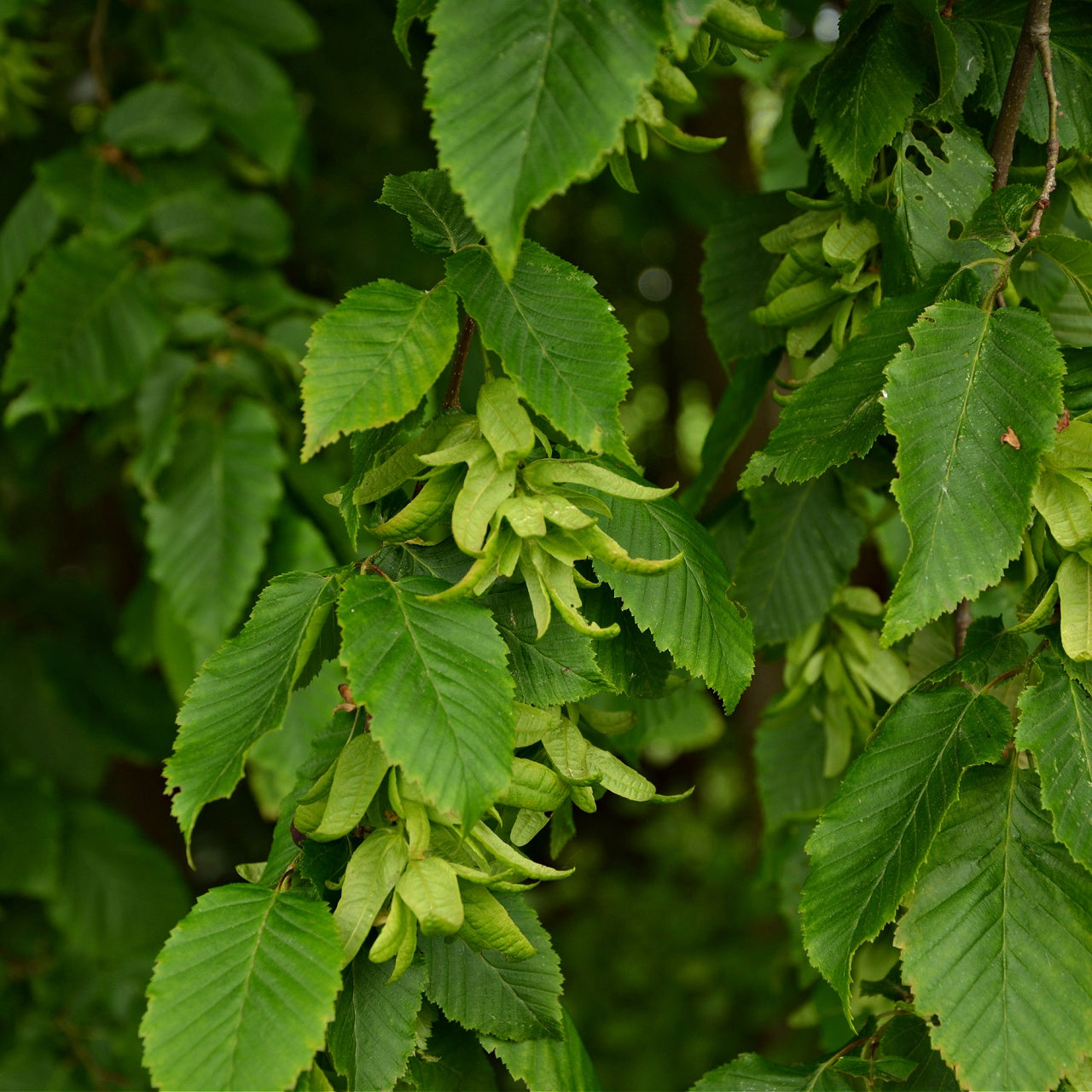 American Beech Seedlings