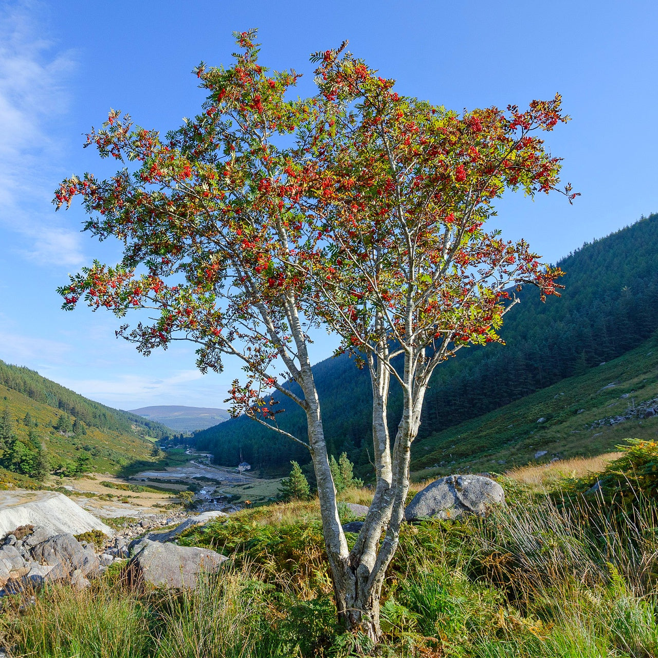 American Holly Tree