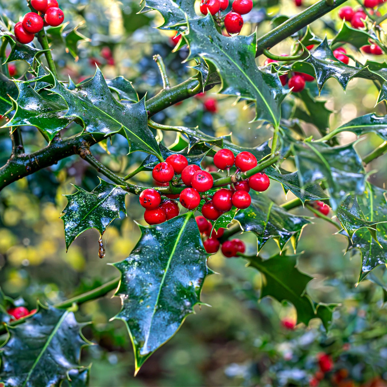 American Holly Tree