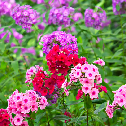 Annual Phlox