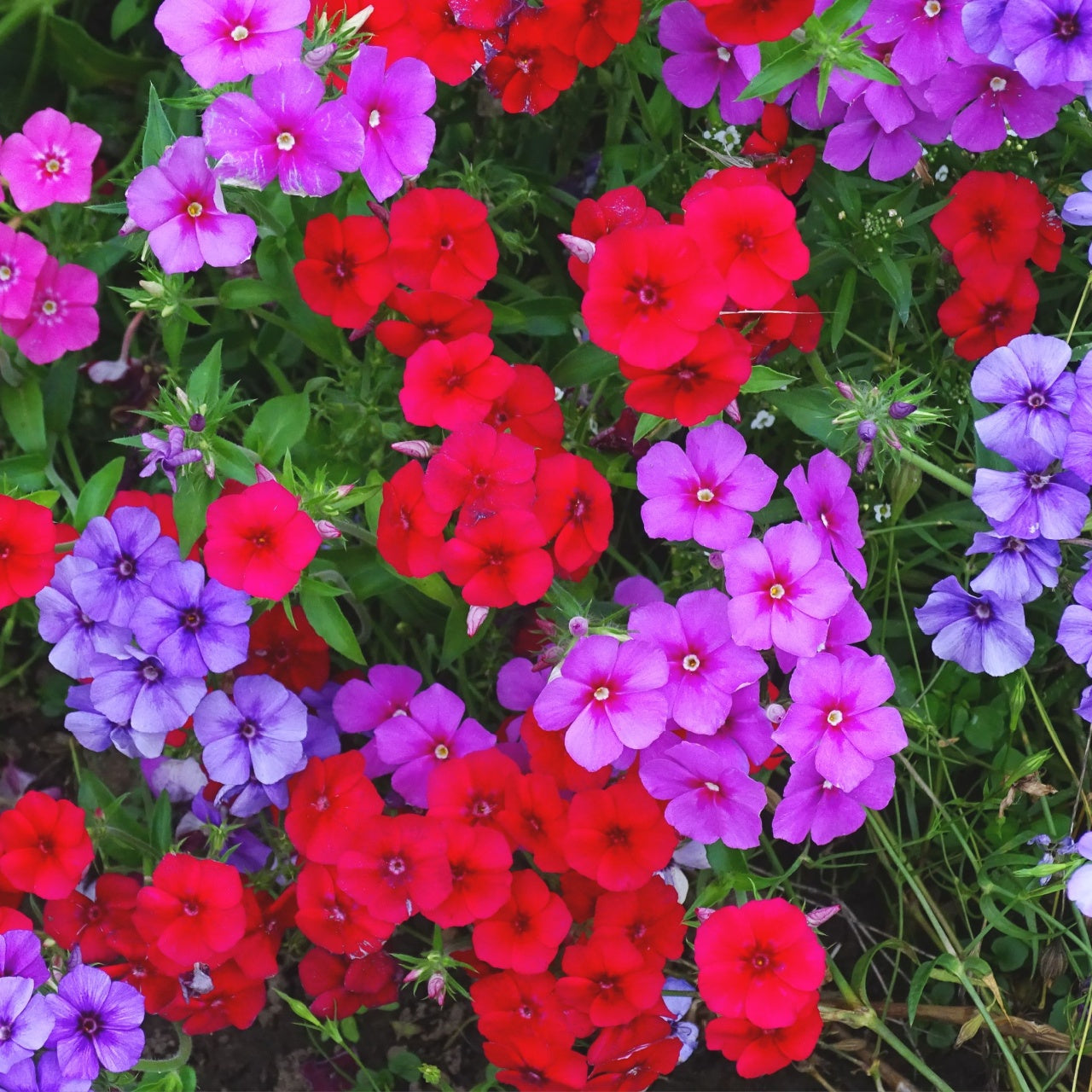 Annual Phlox