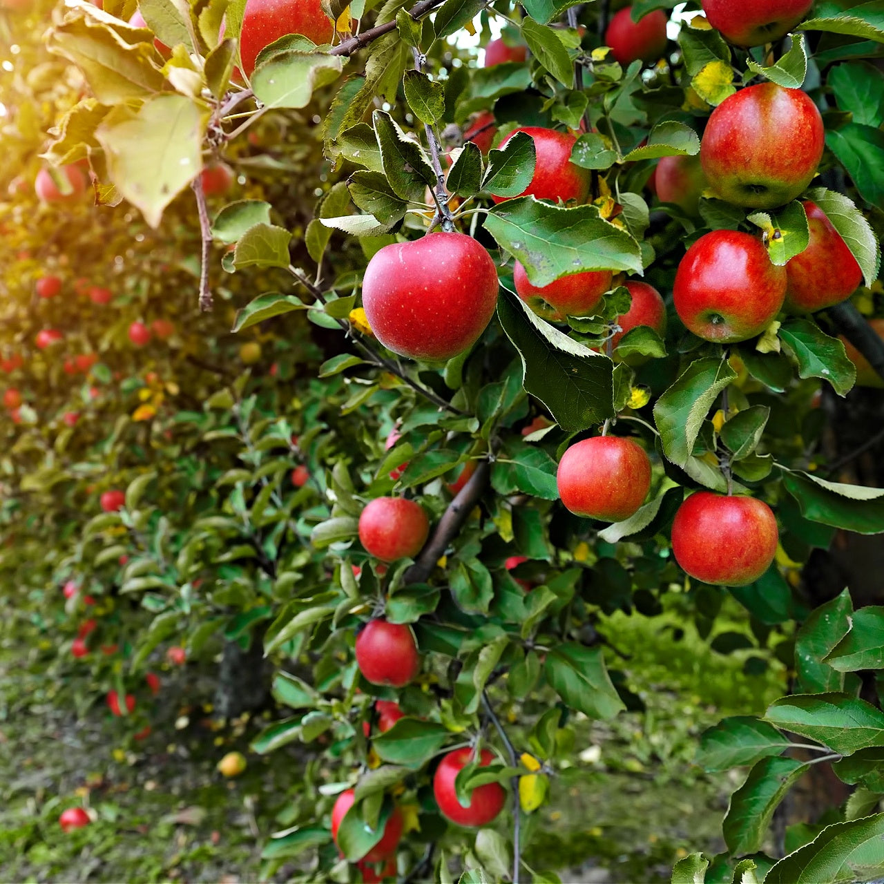 Apple Fruit Tree