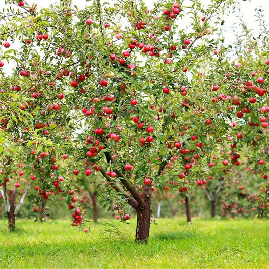 Apple Fruit Trees