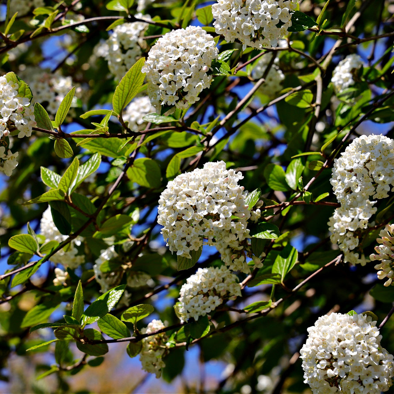 Arrowwood Viburnum