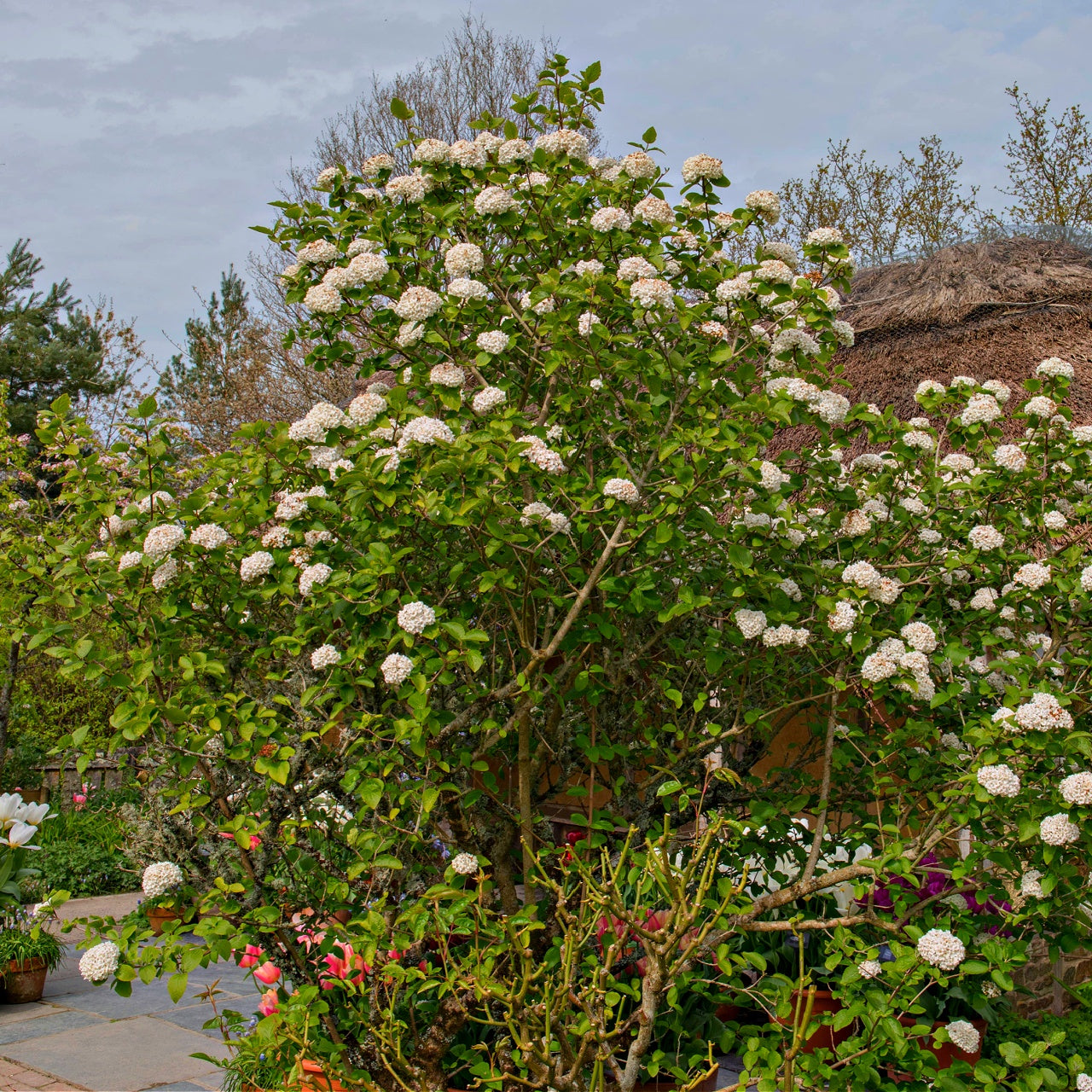 Arrowwood Viburnum shrub