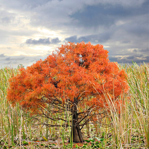 Bald Cypress Tree