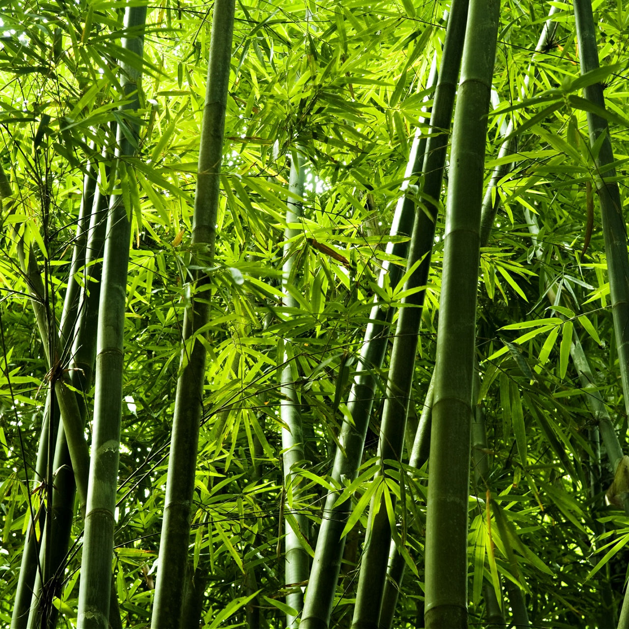 Bamboo Plant