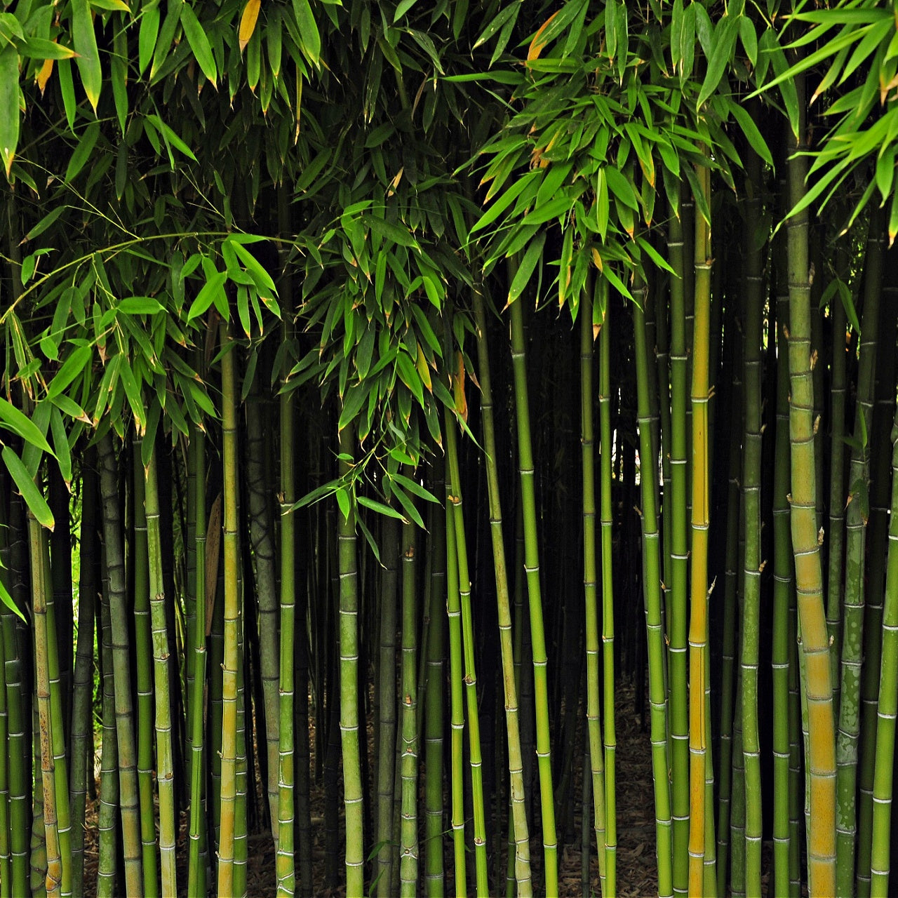 Bamboo Plants