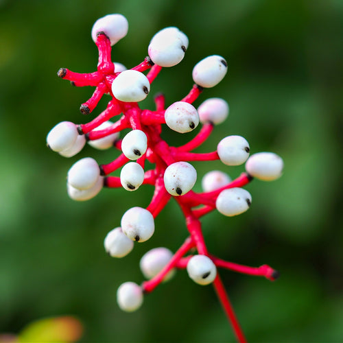 Baneberry