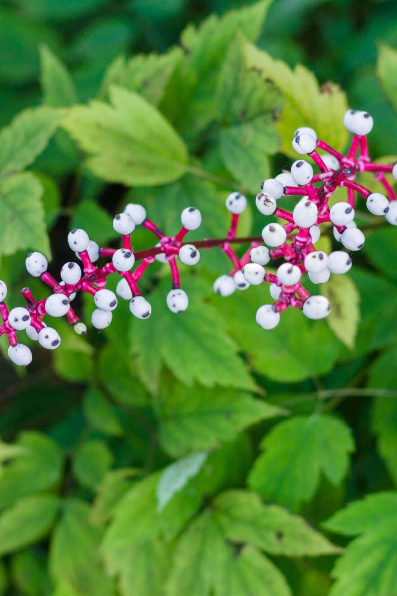 Baneberry Doll Eye