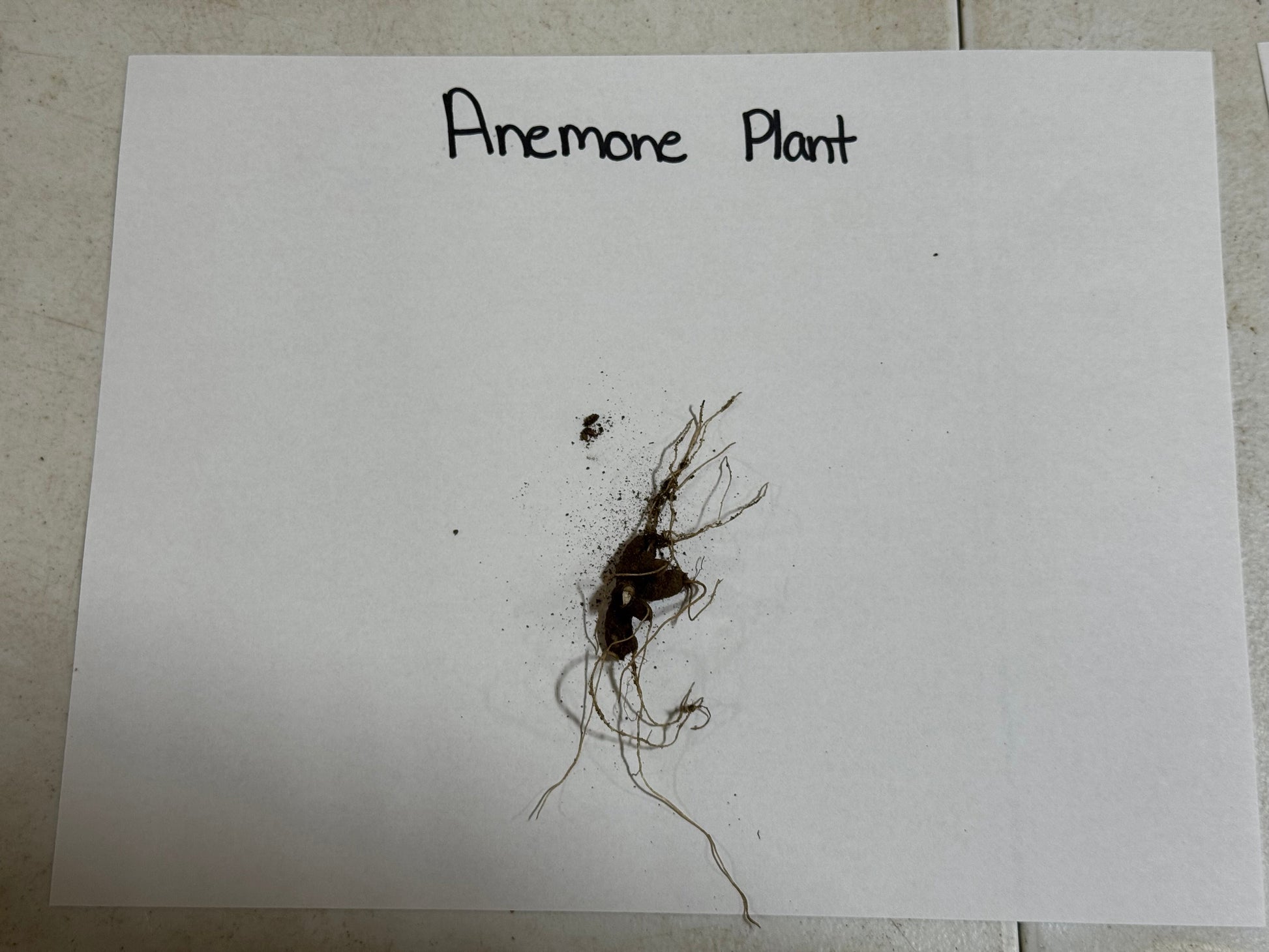 Dark root-bound Rue Anemone plant with delicate thread-like roots