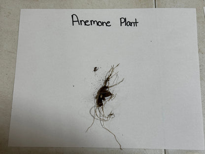 Dark root-bound Rue Anemone plant with delicate thread-like roots