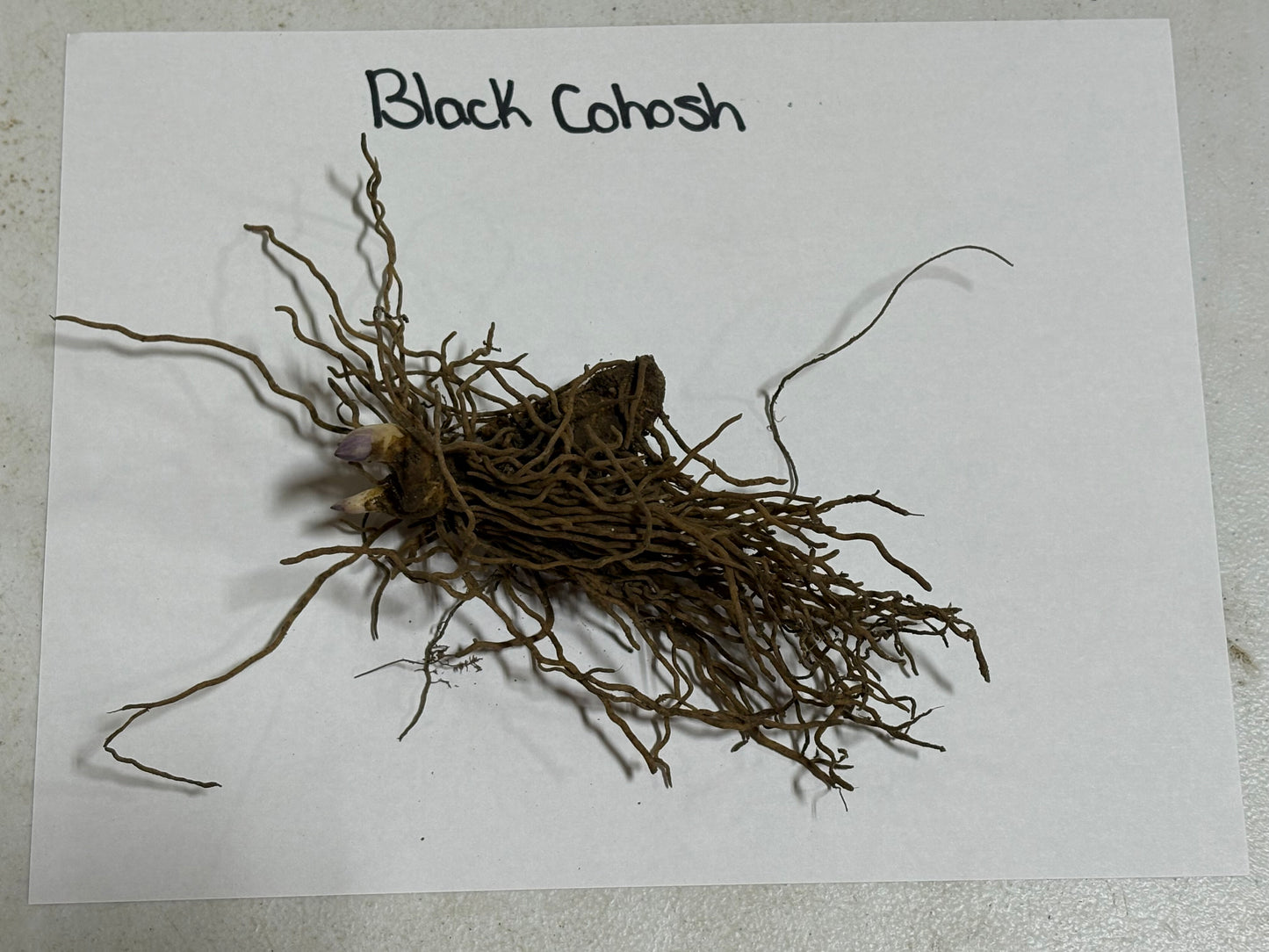 Dried Black Cohosh root with tangled brown roots and central bulb