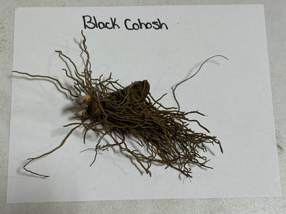 Dried Black Cohosh root with tangled brown roots and central bulb