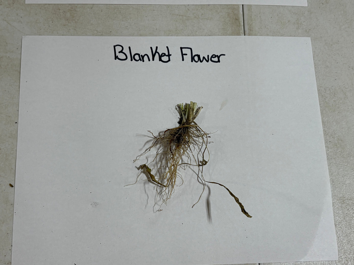 Dried blanket flower with greenish-brown stems and wispy roots
