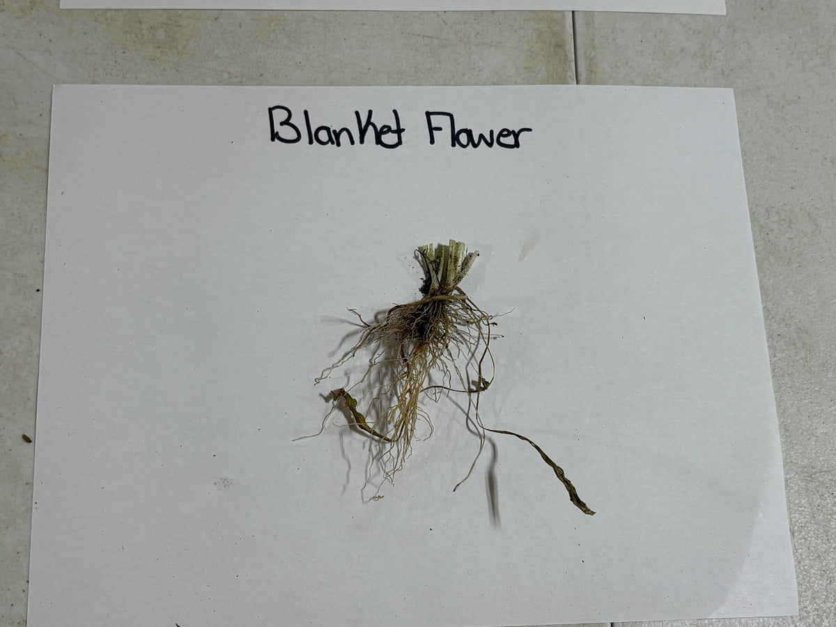 Dried blanket flower with greenish-brown stems and wispy roots