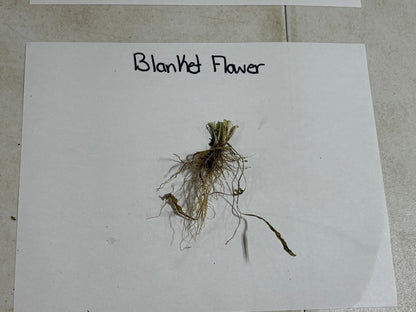 Dried blanket flower with greenish-brown stems and wispy roots