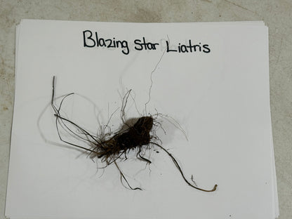 Dark brown root-bound blazing star liatris plant with wiry stems