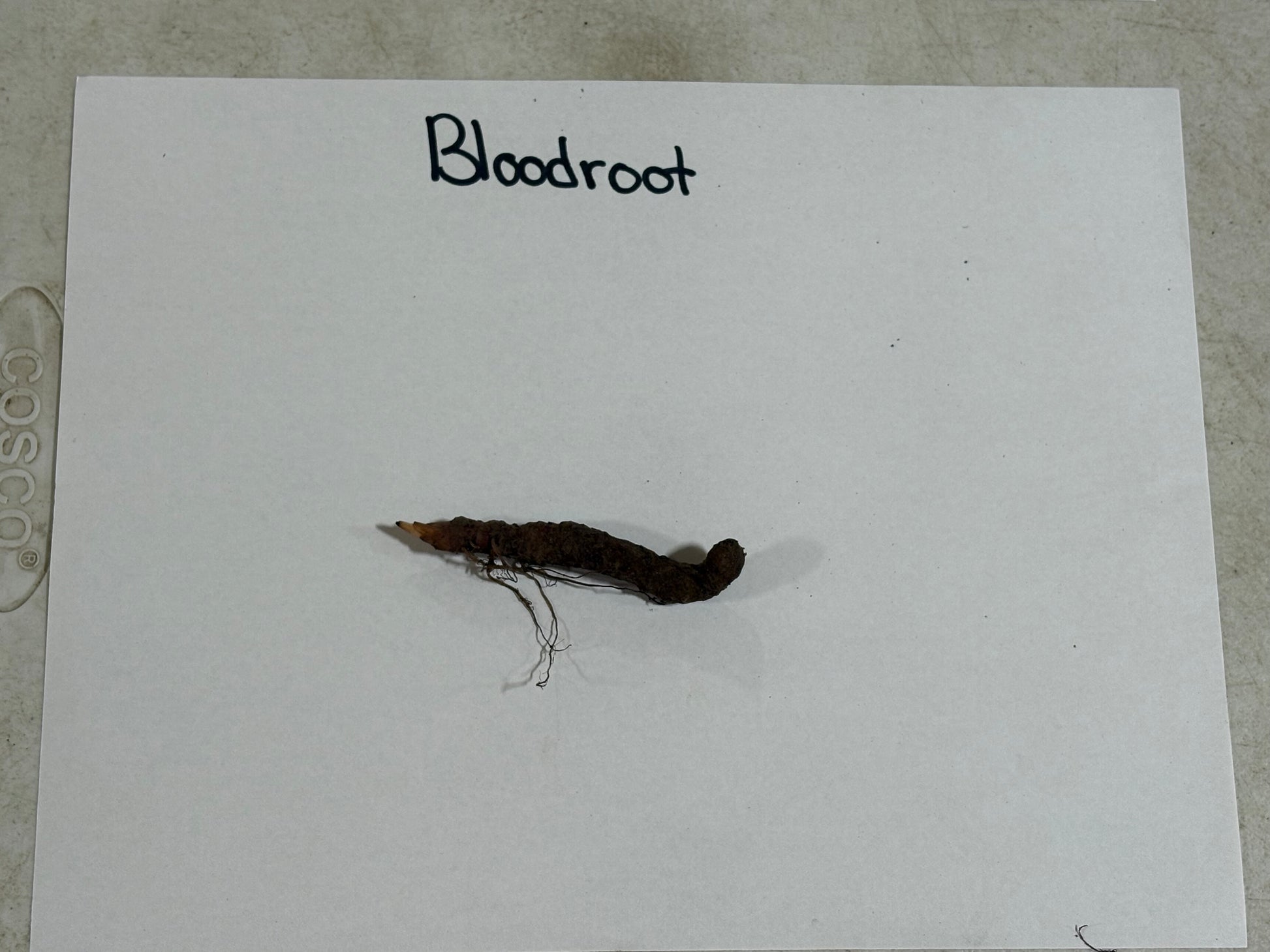 Dark brown elongated Bloodroot root with fine roots extending from base