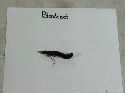 Dark brown elongated Bloodroot root with fine roots extending from base