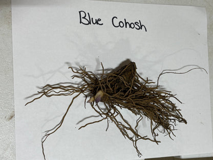 Blue cohosh dried root with thin brownish roots from bulbous center