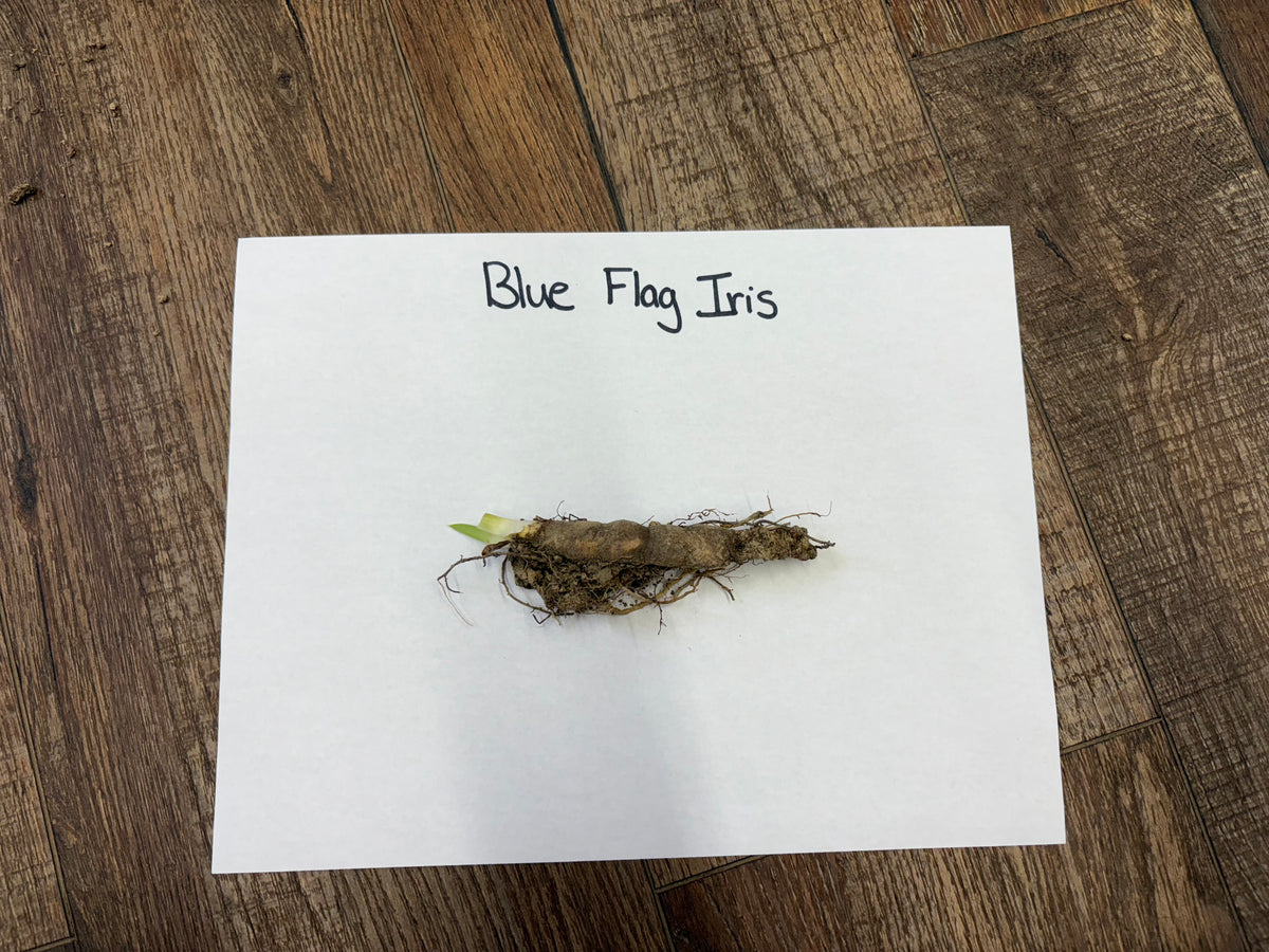 Blue Flag Iris dried rhizome with green shoot from brown roots