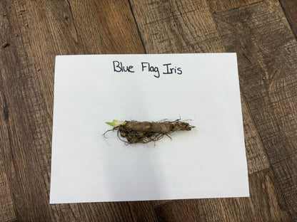 Blue Flag Iris dried rhizome with green shoot from brown roots