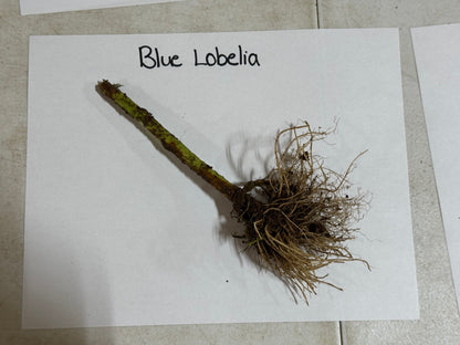 Fresh Blue Lobelia plant with green stem, tangled roots on white paper