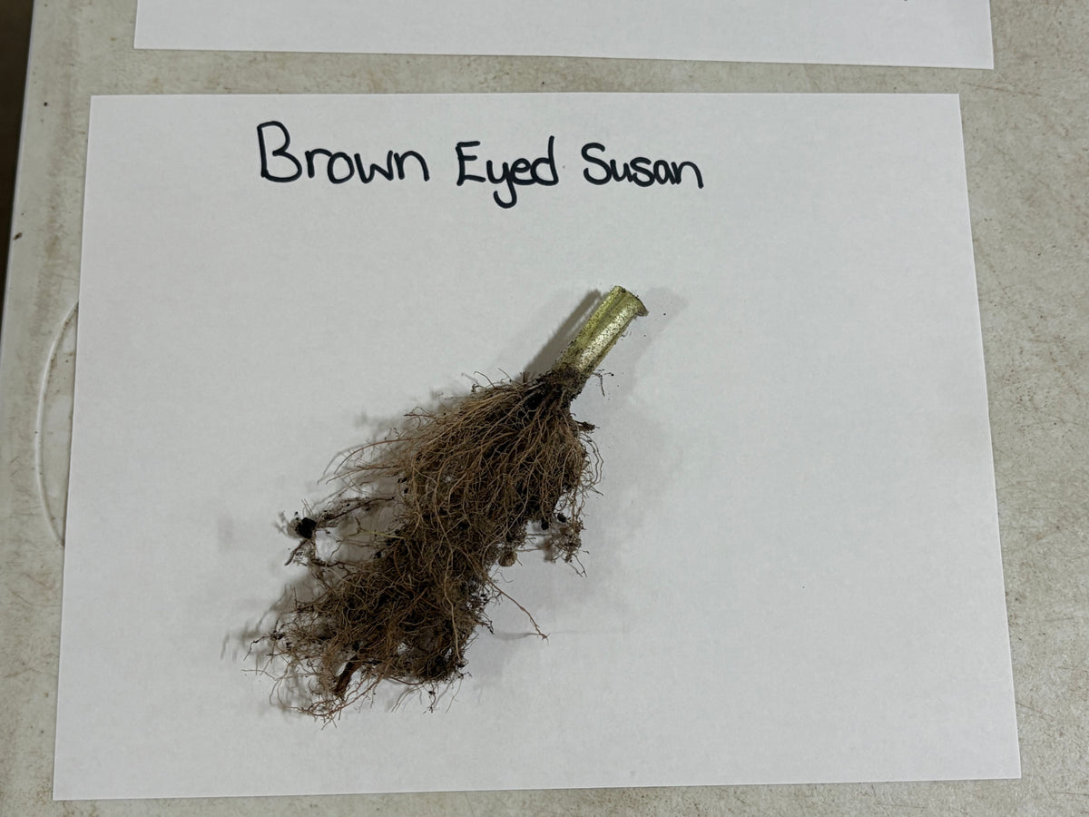 Brown-eyed Susan plant with tangled roots, short stem in gold wrap