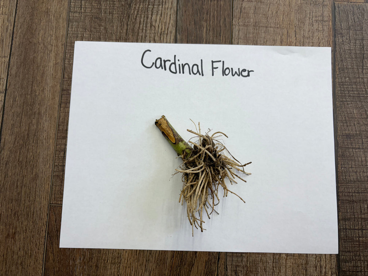Cardinal flower dried stem with light brown fibrous roots at base