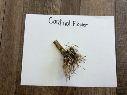 Cardinal flower dried stem with light brown fibrous roots at base