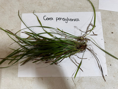 Bunch of Carex pensylvanica grass with slender blades and roots