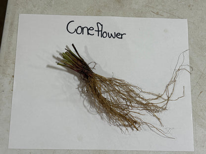 Yellow Coneflower bundle with dried brownish roots and green stems