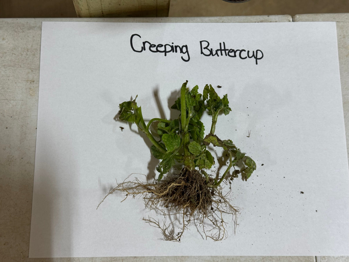 Creeping Buttercup plant with green stems, visible roots, and clinging soil