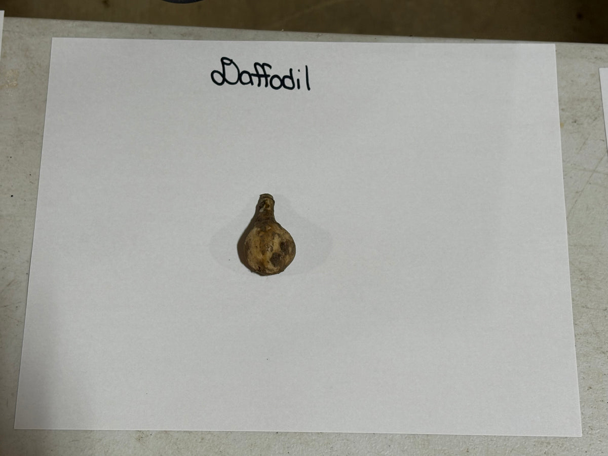 Dried brown daffodil bulb with textured surface for Daffodil Plant