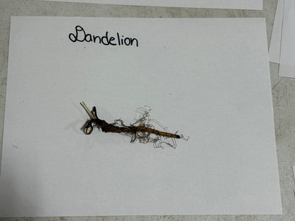 Dried dandelion plant with brown stem, tangled roots and seed head remnants