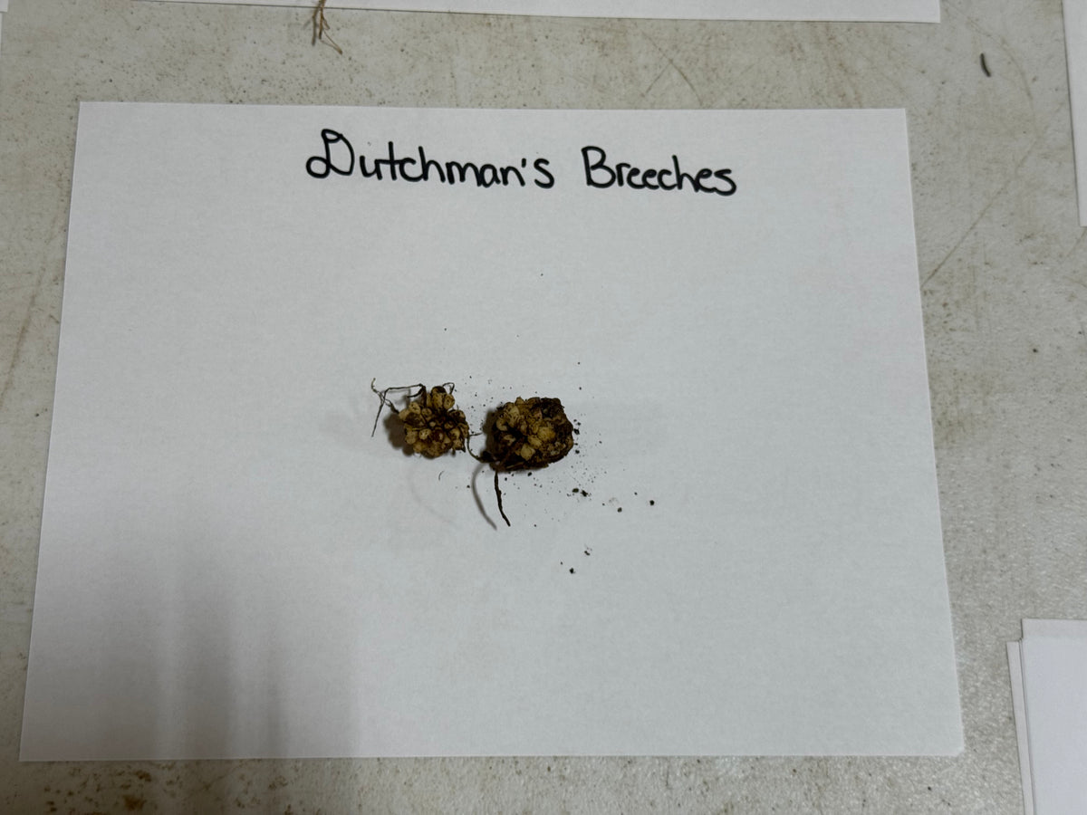 Two dried earthy-brown Dutchmans breeches specimens with frayed roots and buds