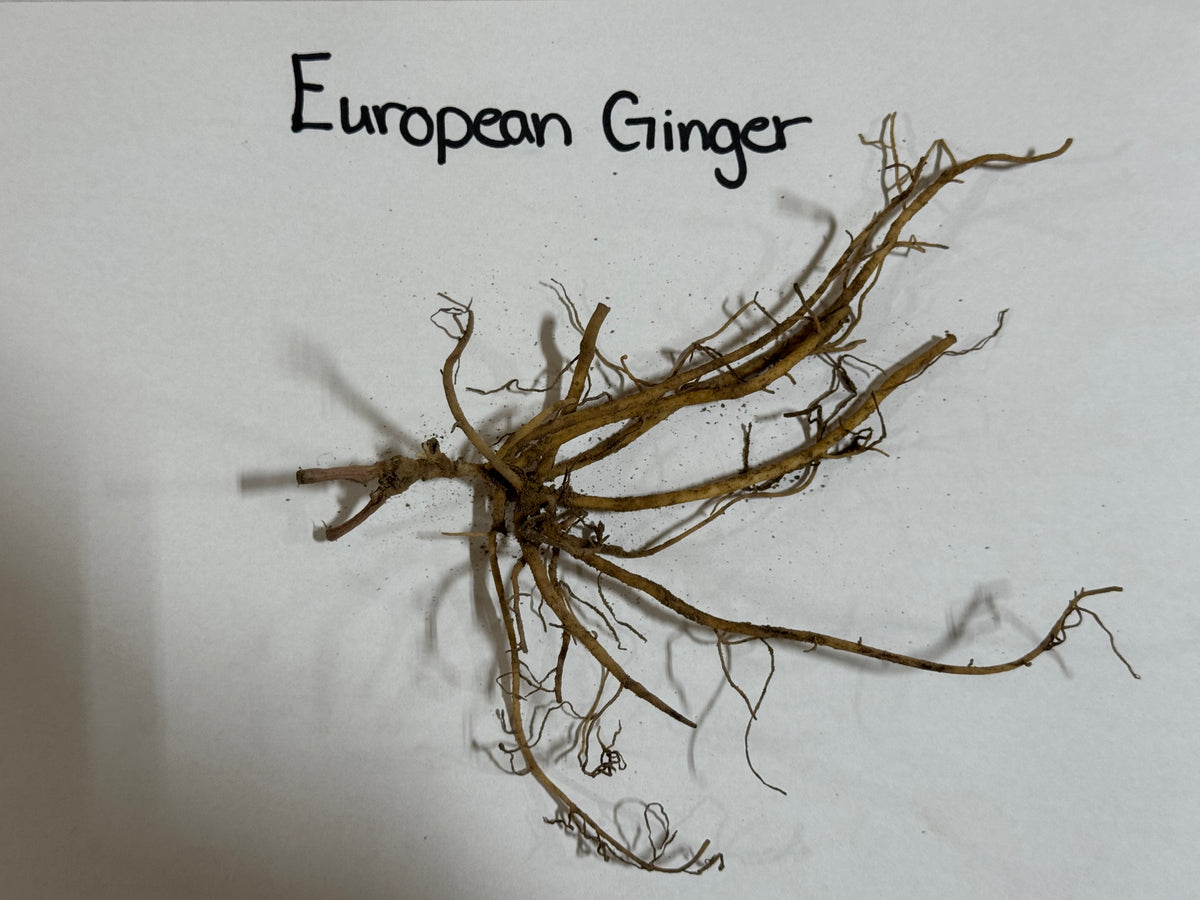 European ginger root with gnarled branching structure and earthy brown color