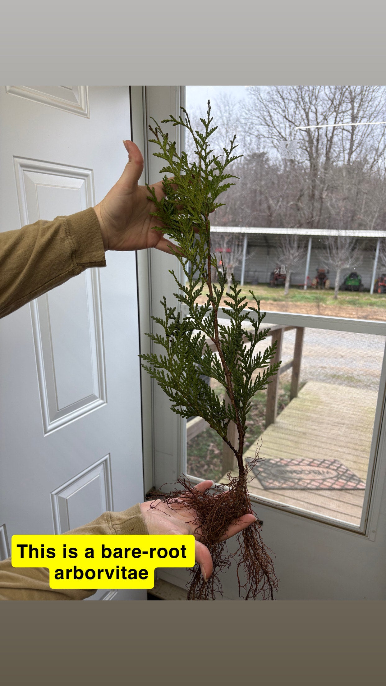 American arborvitae tree with green needle leaves and exposed roots in hands