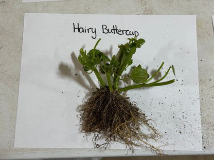 Hairy Buttercup plant with vibrant green leaves and dense roots