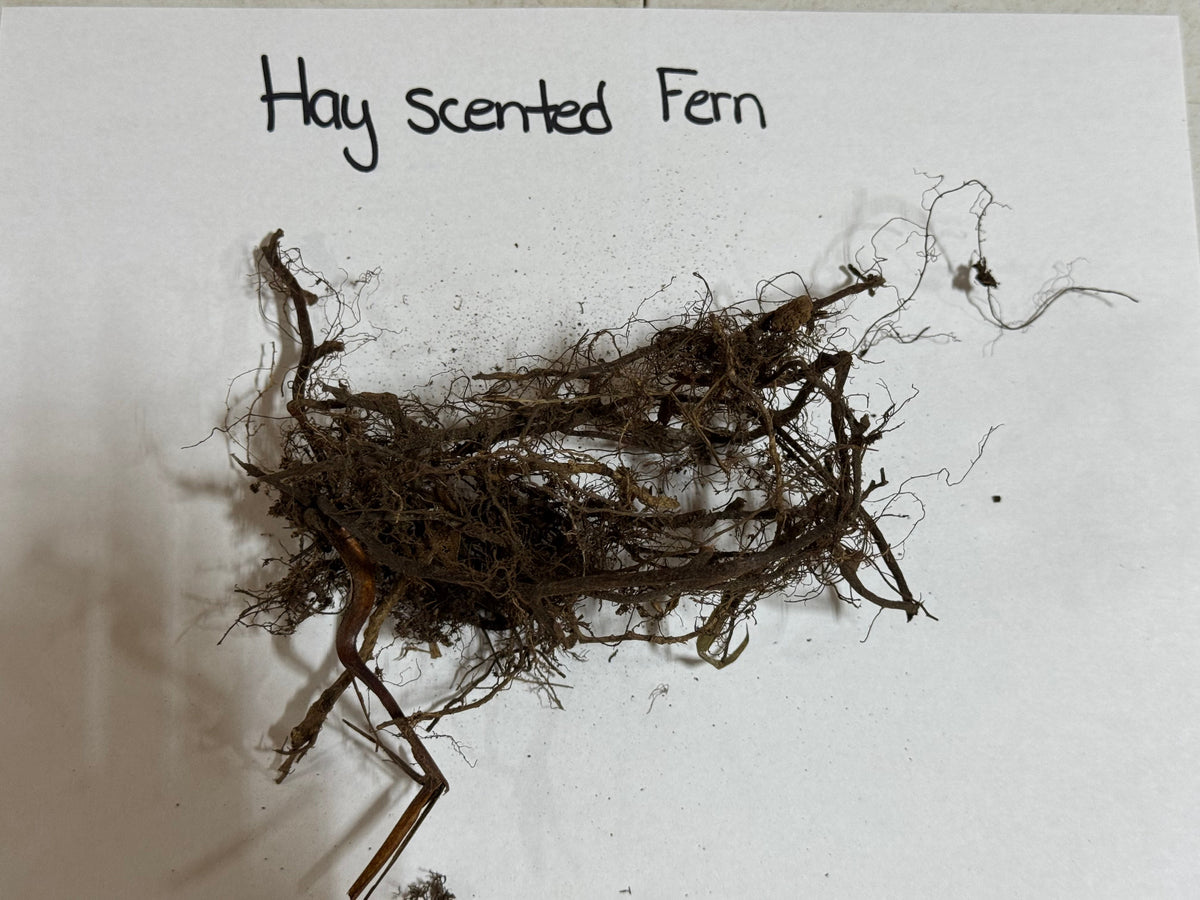 Hay Scented Fern: dried with tangled brownish stems and roots