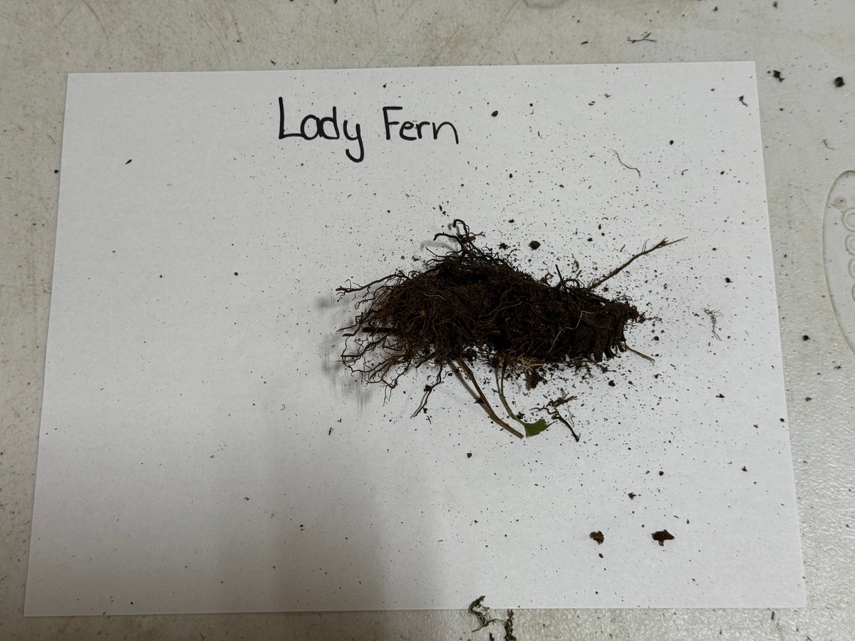 Lady Fern clump with dark brown feathery fronds and soil roots