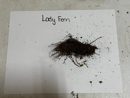 Lady Fern clump with dark brown feathery fronds and soil roots