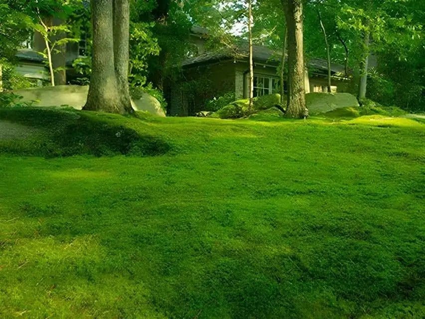 Lush emerald-green moss blankets ground under dappled sunlight in Lawn Moss